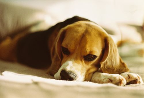 Free A relaxed beagle dog comfortably resting indoors, capturing warm lighting and adorable features. Stock Photo