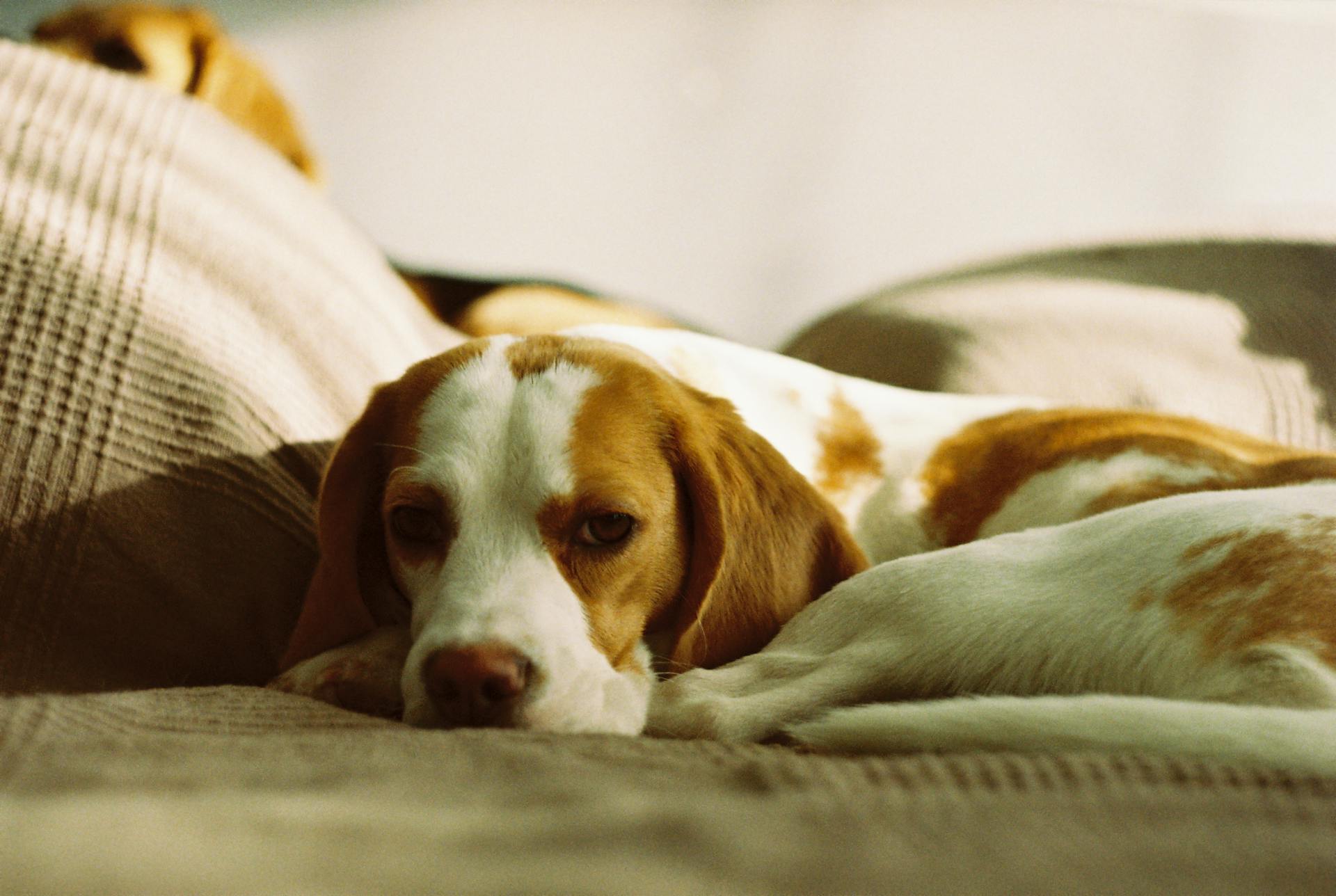 Close-Up Photo of a White and Brown Beagle