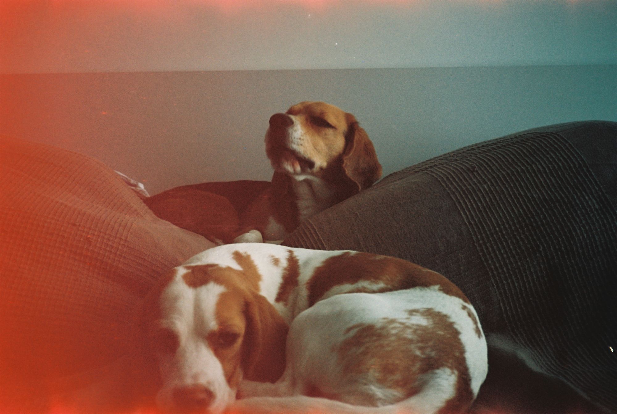 Perro beagle recostado sobre un sillón en el interior de una casa