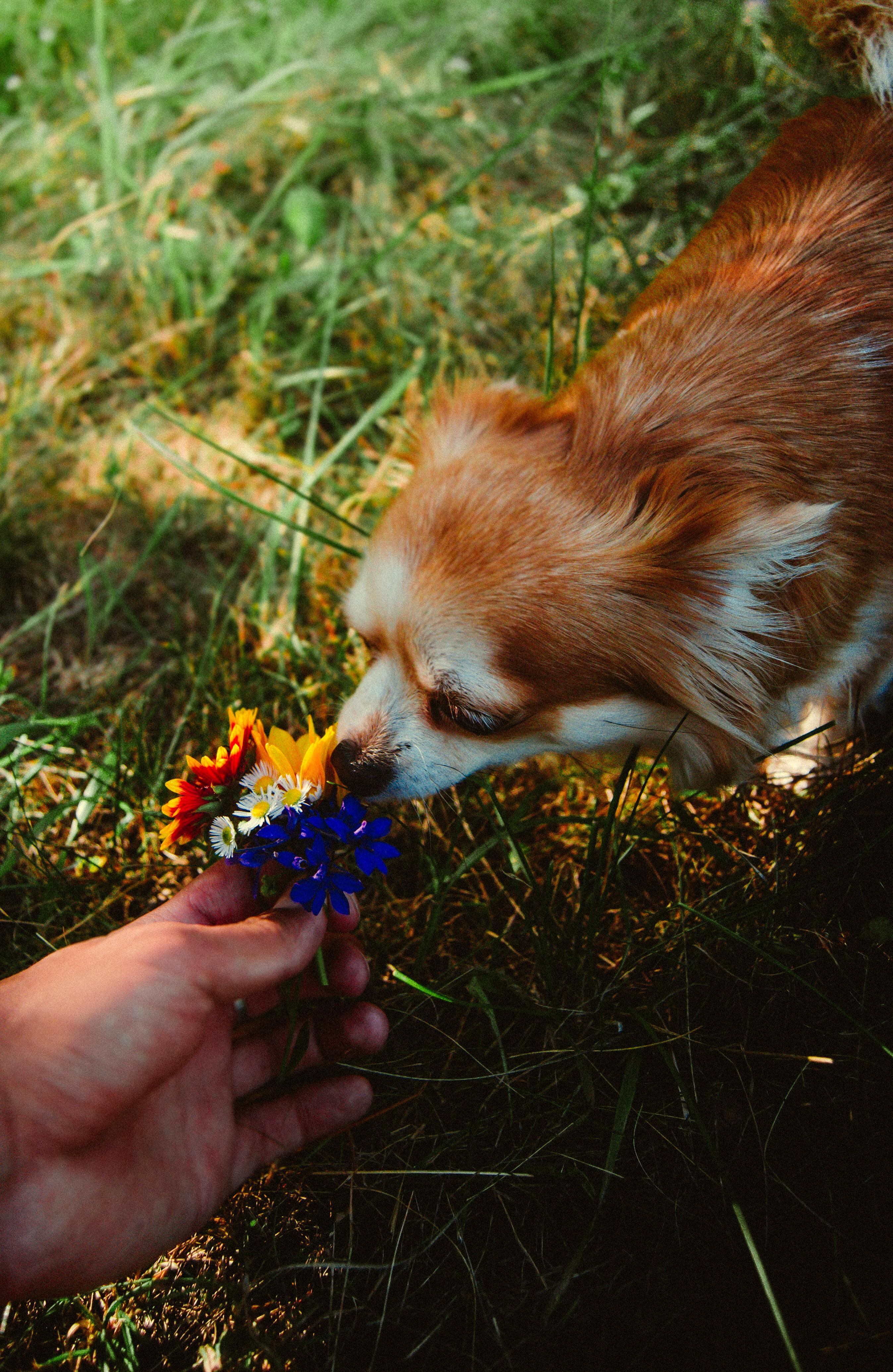 Photo of a Brown and White Dog Smelling Flowers