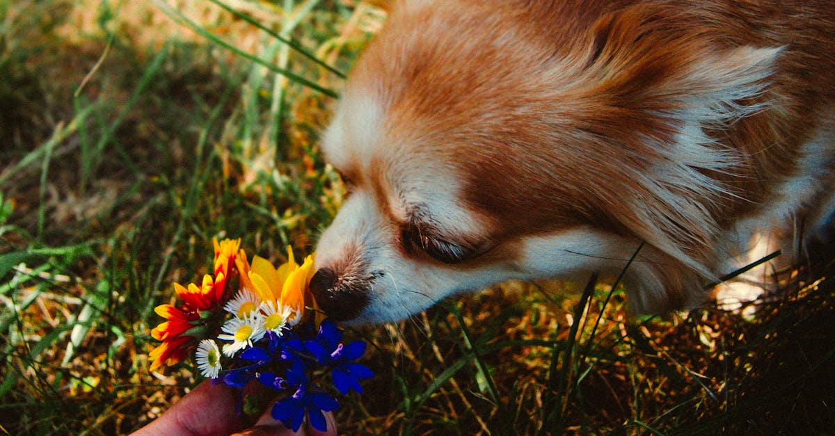 Photo of a Brown and White Dog Smelling Flowers