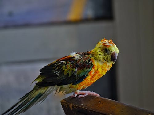 Close-Up Photo of a Wet Parakeet