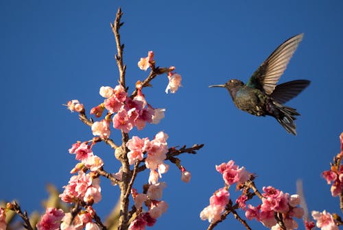 Gratis stockfoto met blauwe lucht, kolibrie, roze bloemen