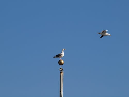 Gratuit Photos gratuites de aviaire, ciel bleu, ciel clair Photos