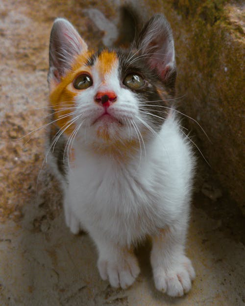Free Close Up Photo of a Cute Kitten  Stock Photo