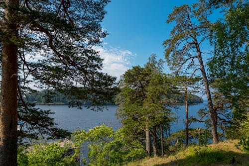 Ingyenes stockfotó fák, környezet, természetfotózás témában