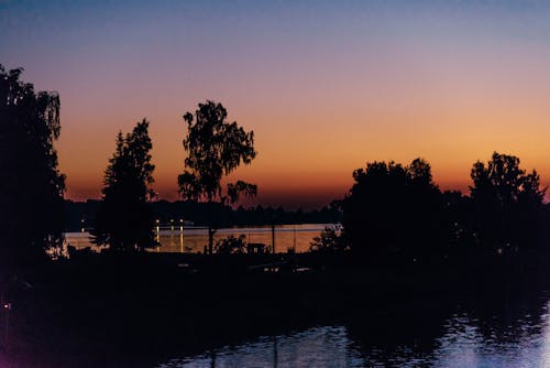 Silhouette of Trees during Sunset