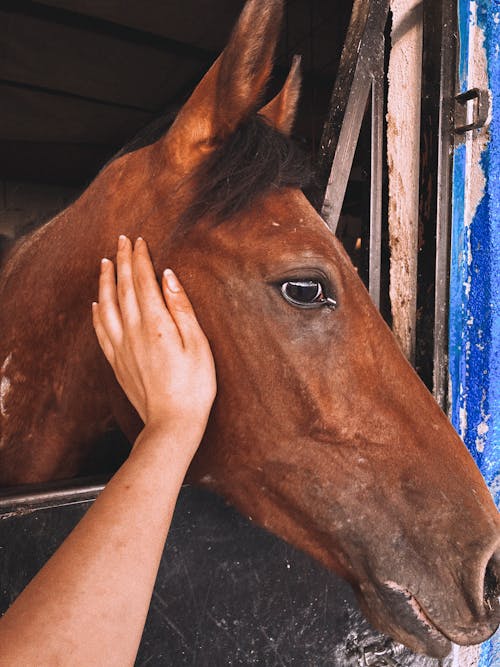 Photo of a Person's Hand Petting a Brown Horse