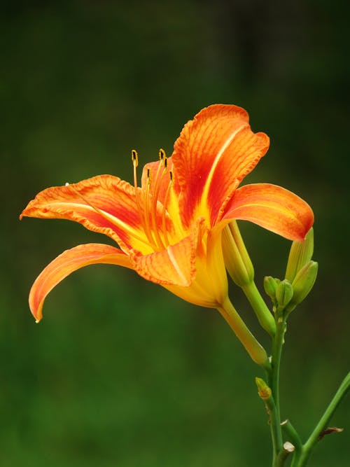 Free An Orange Lily in Close-Up Photography Stock Photo