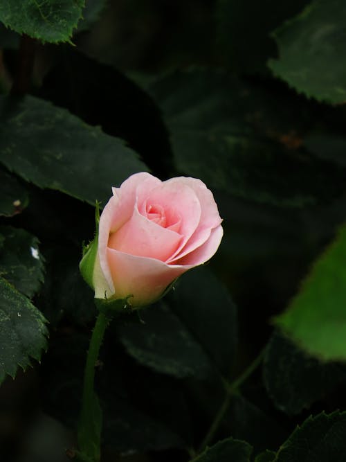 Close-Up Photo of a Pink Rose Bud