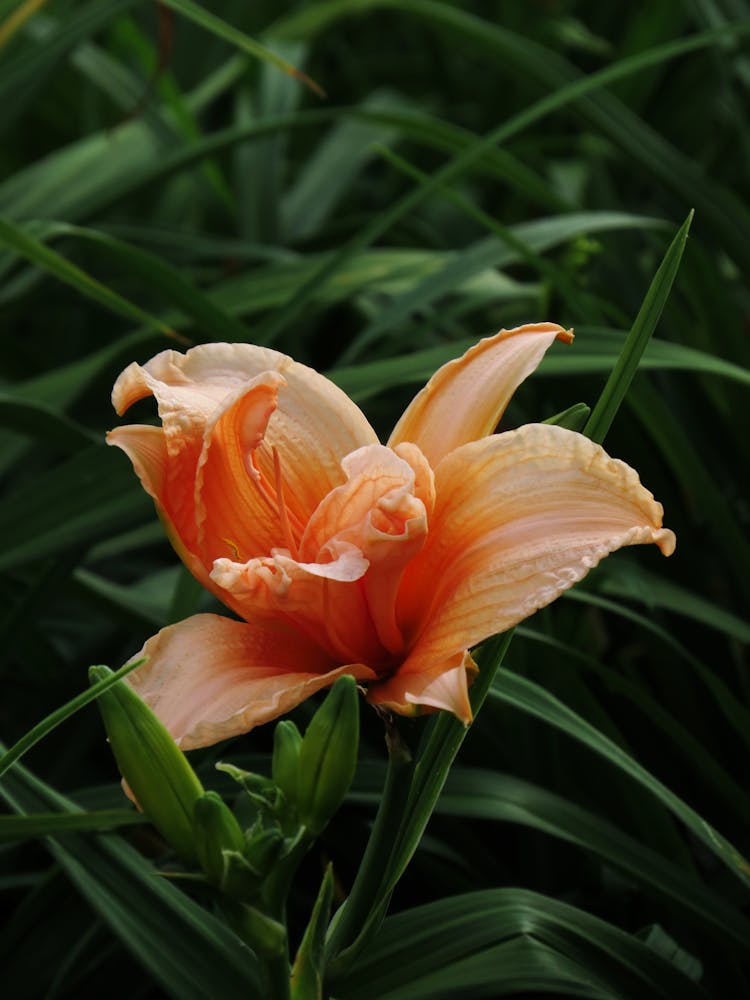 Close-Up Photo Of A Blooming Orange Lily Near Green Grass