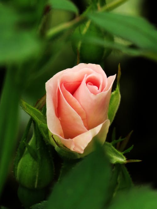 Free Photo of a Pink Rose Bud Stock Photo