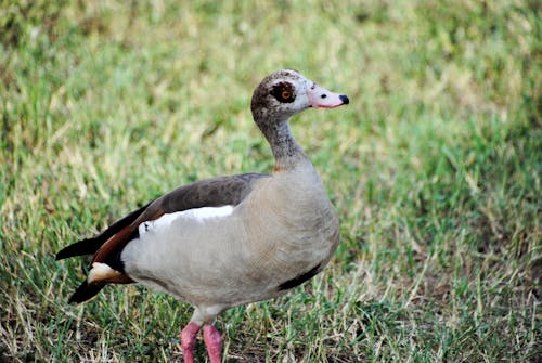 Close-Up Photo of an Egyptian Goose on the Grass