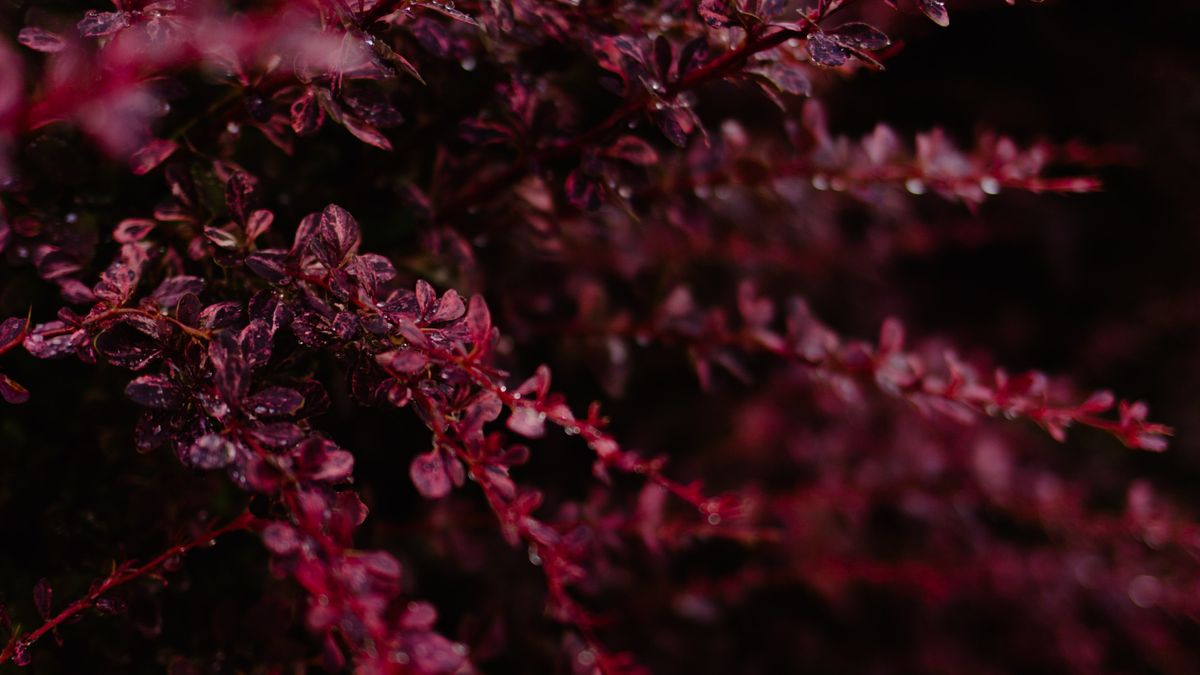 Créer un jardin dautomne : plantes et aménagements pour Angers - illustration