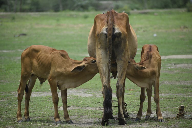 Two Calves Suckling On Their Mother Cow 