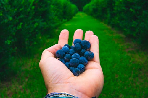 Gratis stockfoto met blauwe bessen, detailopname, eten