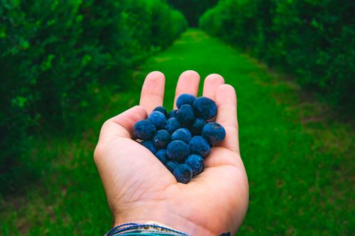 Free A hand holding freshly harvested blueberries in a green outdoor setting, showcasing a healthy and natural lifestyle. Stock Photo
