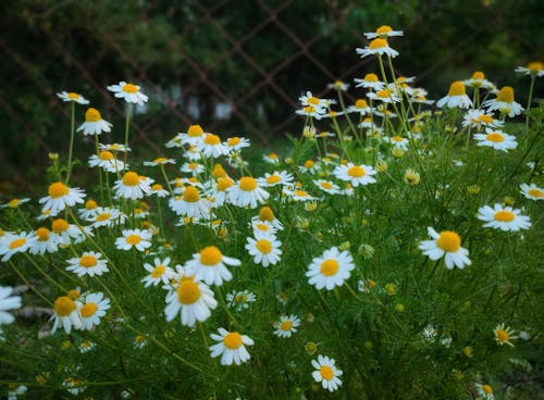 White Chamomile Flowers in Bloom