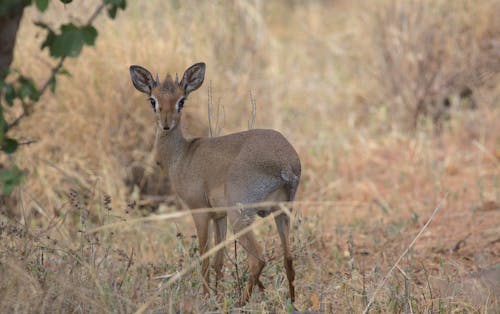 Baby Gazelle on Dried Shrubs