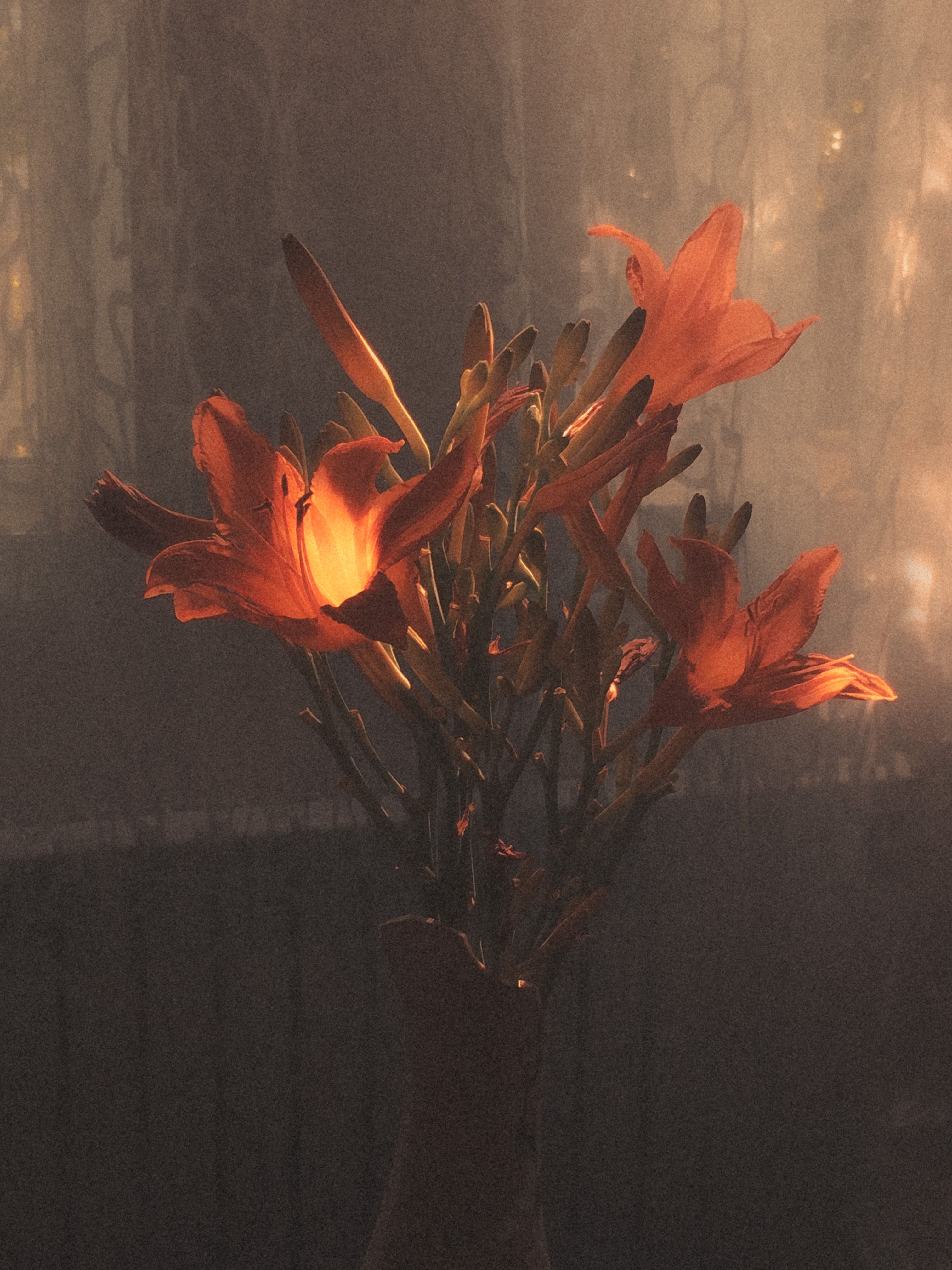 A bouquet of blooming orange lilies illuminated by warm, golden light.