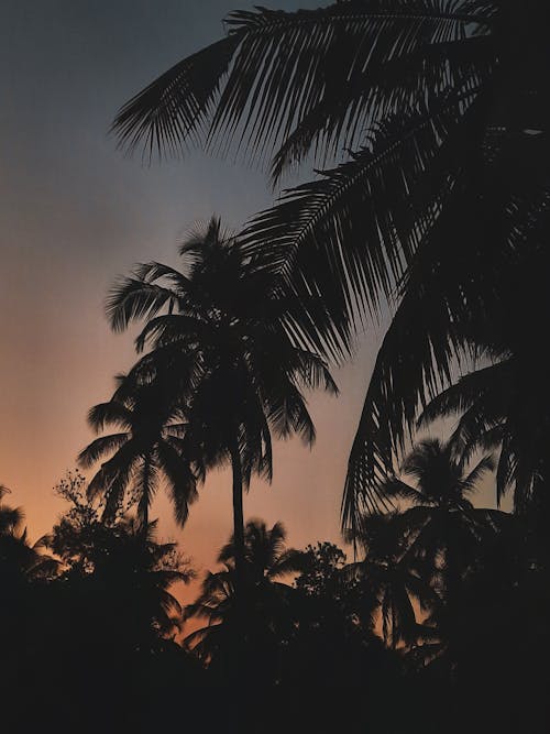 Free Silhouettes of Palm Trees Stock Photo