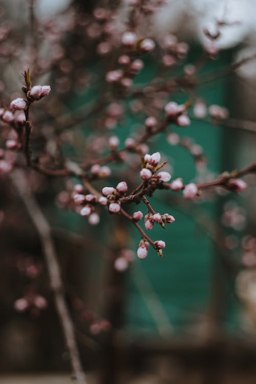 Close-up of Tree Branch Blooming