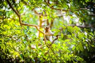Brown Monkey on Green Tree