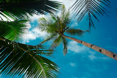 Бесплатное стоковое фото с голубое небо, кокосовые пальмы, летние обои