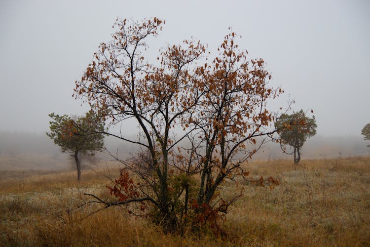 Trees Loosing Leaves In Autumn