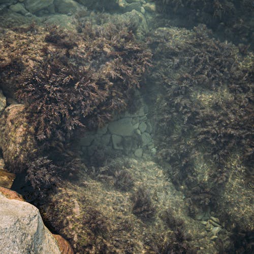 Close-up of Coral Reef Underwater