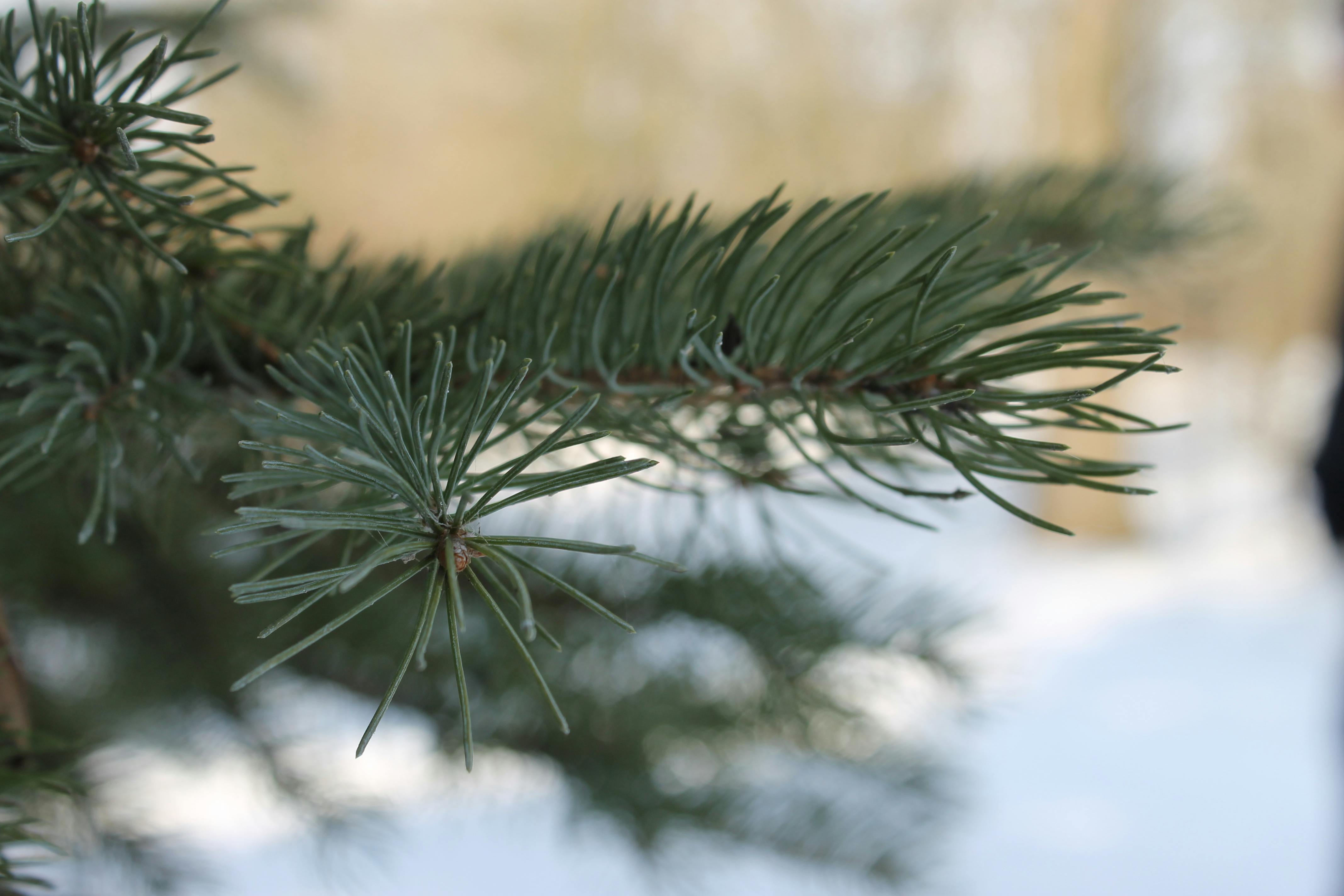 Free stock photo of pine needles, pine tree, tree