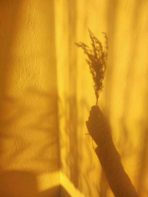 A creative shadow silhouette of a hand holding a plant, cast on a vibrant yellow wall.
