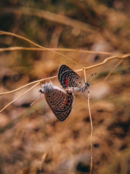 Free Two butterflies perched on dry grass, showcasing intricate wing patterns in nature. Stock Photo
