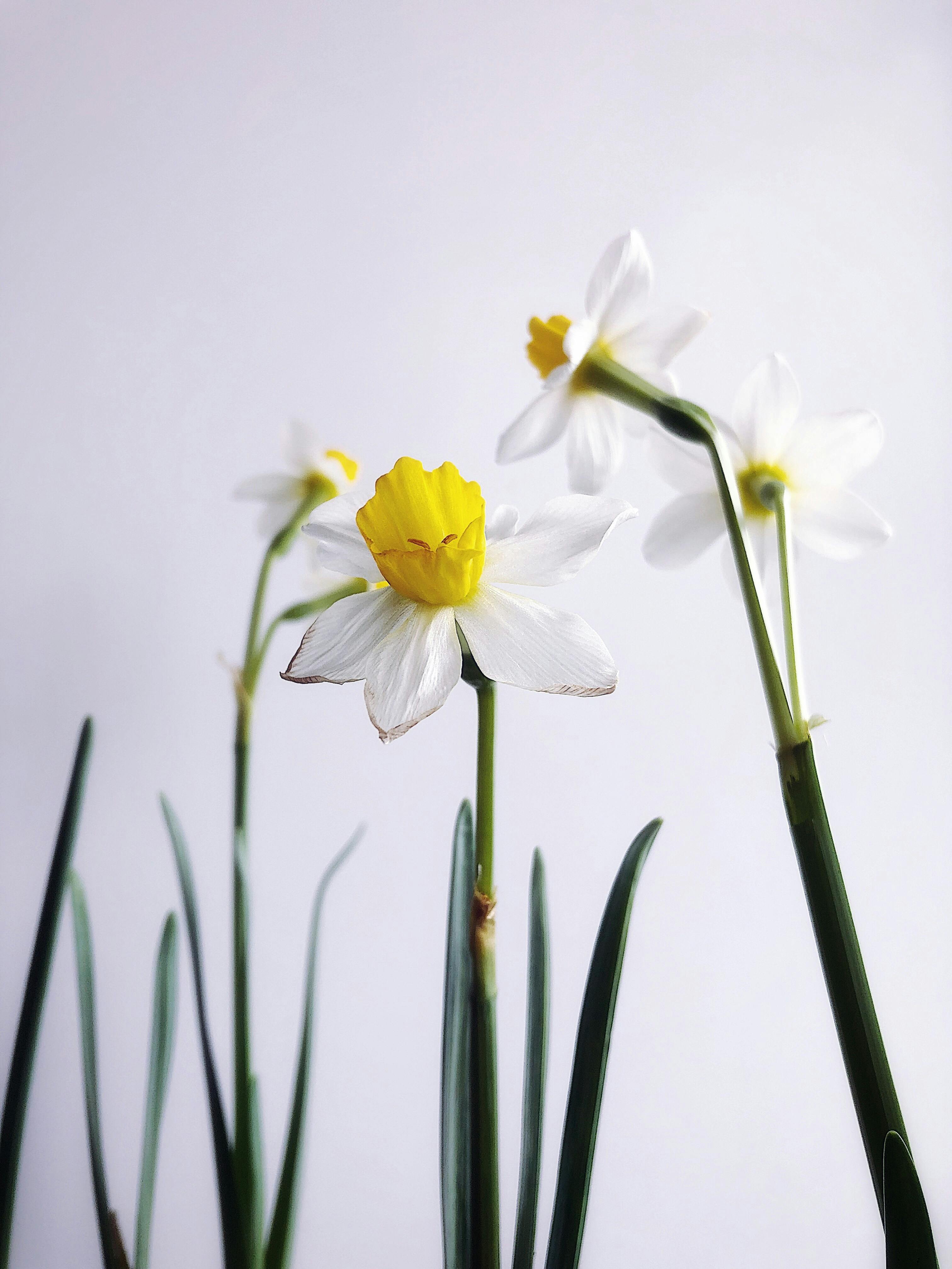 White and yellow daffodils blossom elegantly against a soft, minimal backdrop.