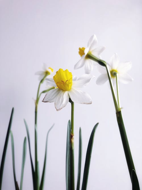 Kostnadsfri bild av blommor, blomning, delikat