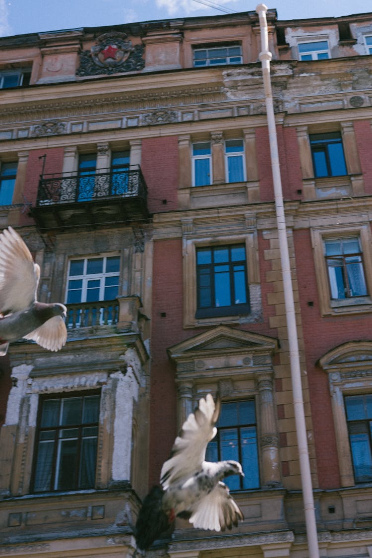 Doves Flying Near A Building