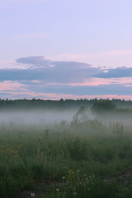 Free stock photo of field, fog