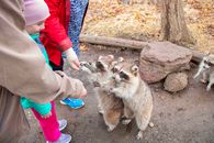 Raccoons engaging with people at a park, showcasing wildlife interaction.
