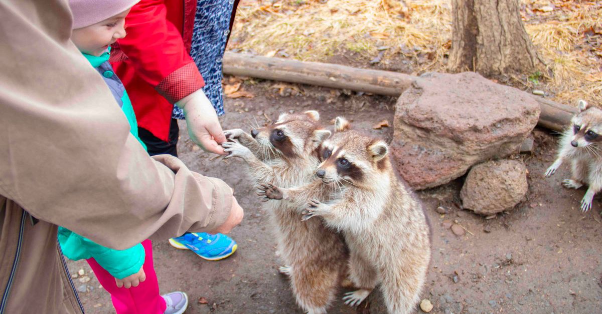 Family Feeding Raccoons · Free Stock Photo