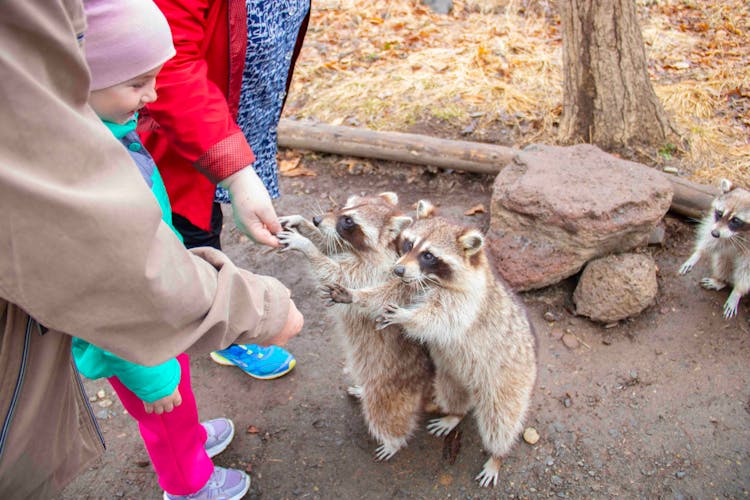 Family Feeding Raccoons