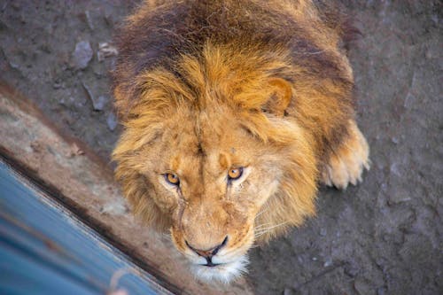 無料 ライオン, 動物, 動物園の無料の写真素材 写真素材