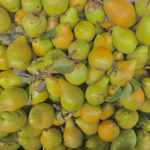 Free Abundance of Fresh Pears Stock Photo