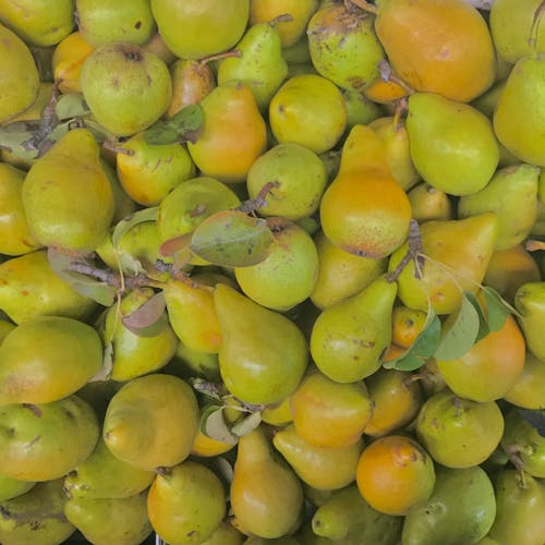 Abundance of Fresh Pears