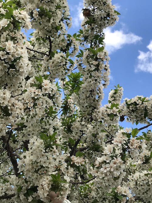 Δωρεάν στοκ φωτογραφιών με άνθη κερασιάς, ανθισμένος, γαλάζιος ουρανός Φωτογραφία από στοκ φωτογραφιών