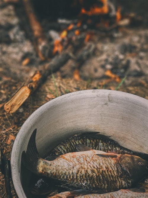 Fotobanka s bezplatnými fotkami na tému čerstvý, druhy rýb, hrniec (na varenie)