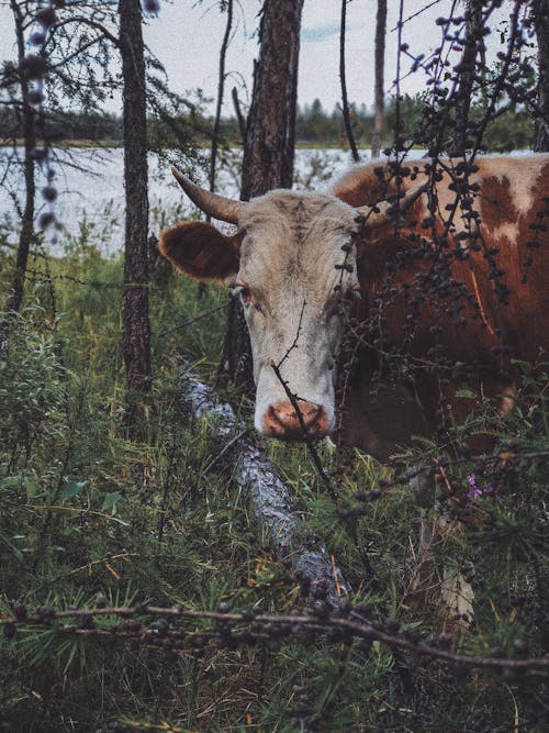 Fotobanka s bezplatnými fotkami na tému cicavec, dedinský, divočina