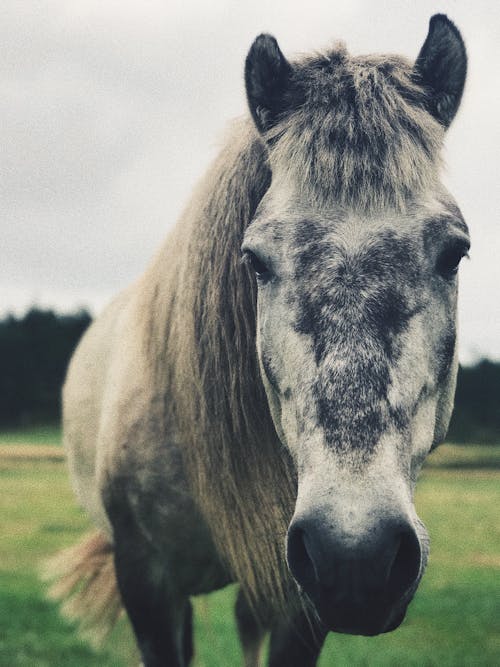 Fotobanka s bezplatnými fotkami na tému biely kôň, cicavec, dedinský