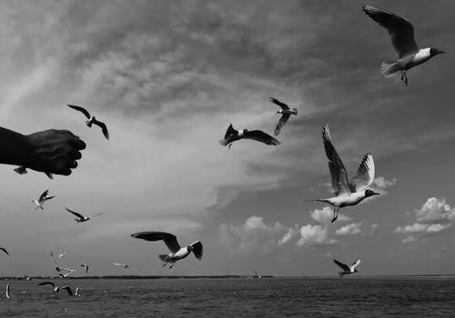 Grayscale Photo of Birds Flying over the Sea