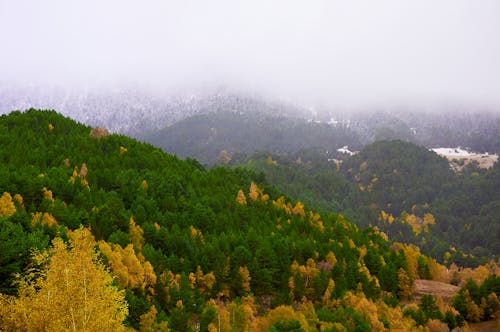 Free Green and Yellow Trees on Mountain Stock Photo