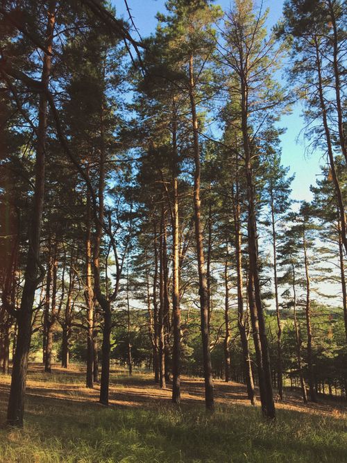 Free A tranquil pine forest captured at sunset, showcasing tall trees in a serene natural setting. Stock Photo